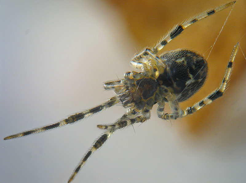 Theridiidae? S, cfr. Parasteatoda sp. - Albizzate (VA)